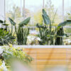 plants shop product gallery img 7 plants shop product gallery img 7