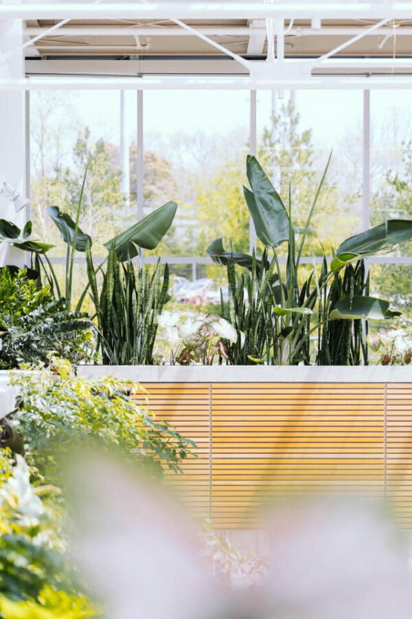 plants shop product gallery img 7 plants shop product gallery img 7